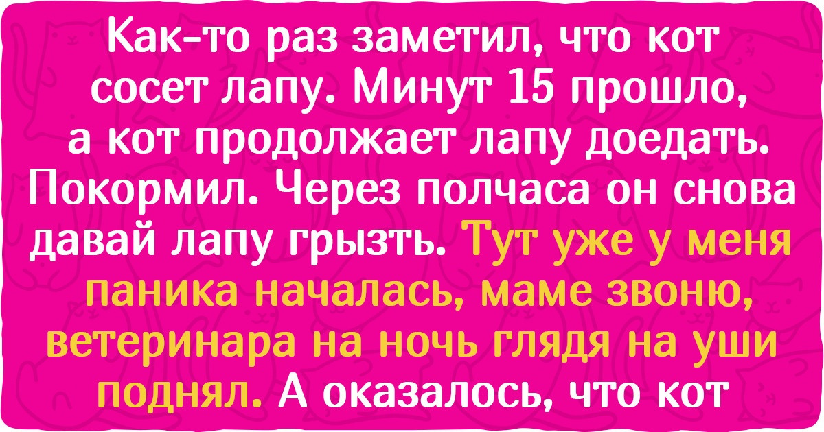 13 доказательств того, что люди еще не скоро раскроют все кошачьи секреты