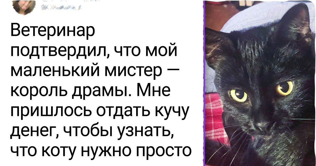 18 фото животных, которые остаются милейшими созданиями даже на приеме у ветеринара 18 фото животных, которые остаются милейшими созданиями даже на приеме у ветеринара