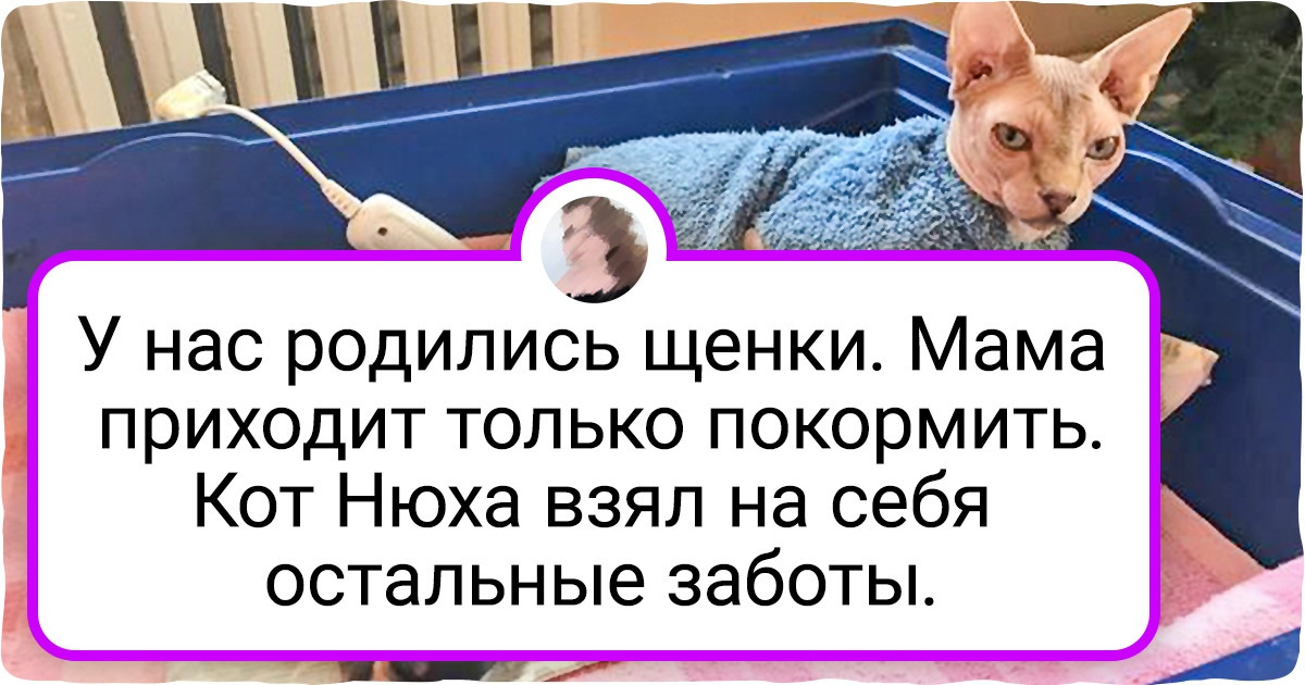 20+ хвостатых питомцев, которые, наплевав на все стереотипы, стали лучшими друзьями