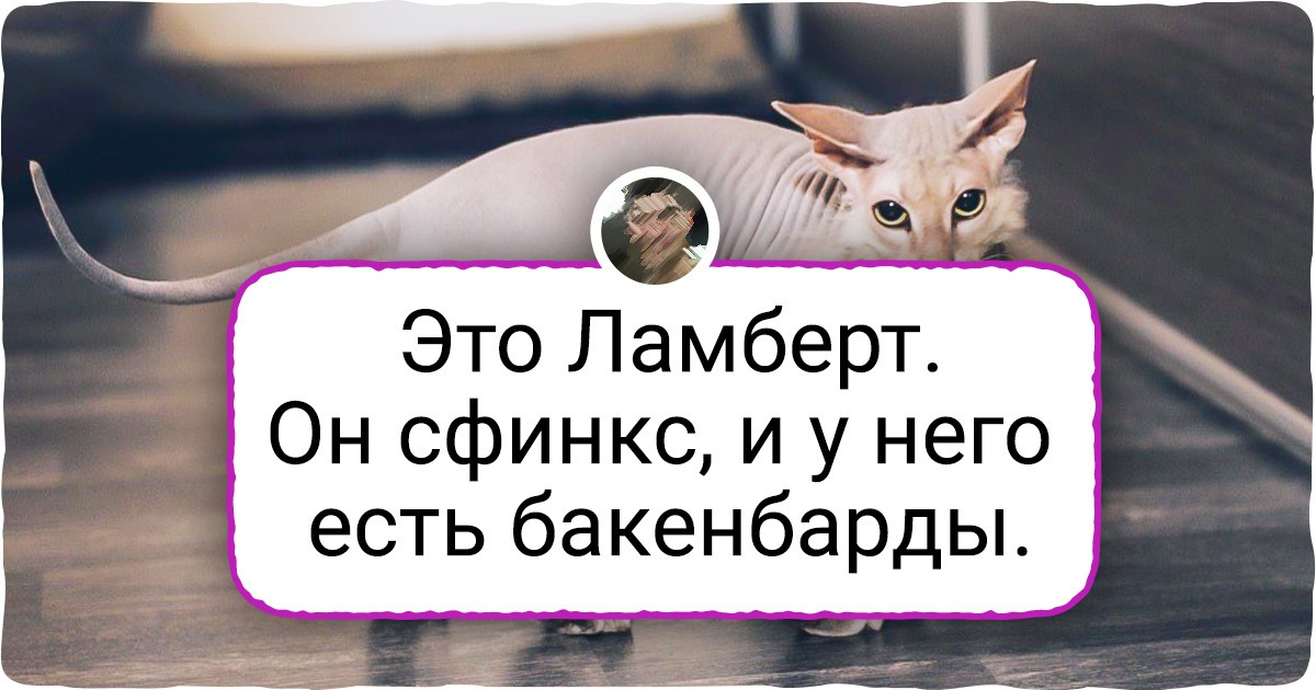 15+ домашних животных, которые выглядят как волшебные существа из фэнтези