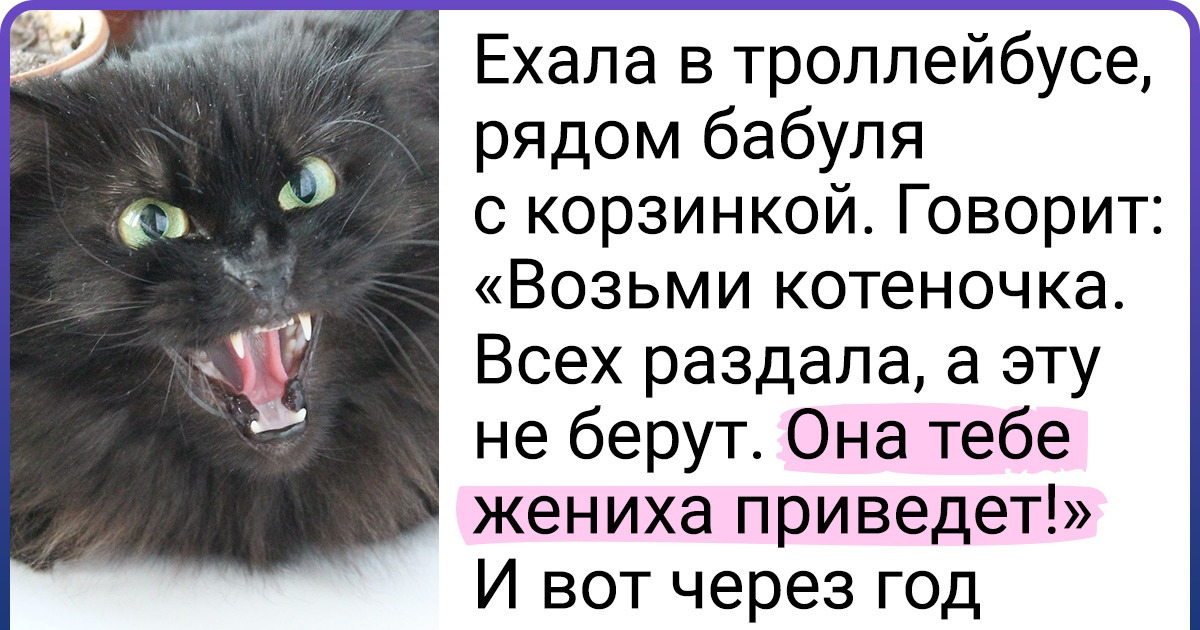 20+ счастливчиков, которые подобрали хвостатых бродяг и теперь не променяют их даже на самых породистых красавцев