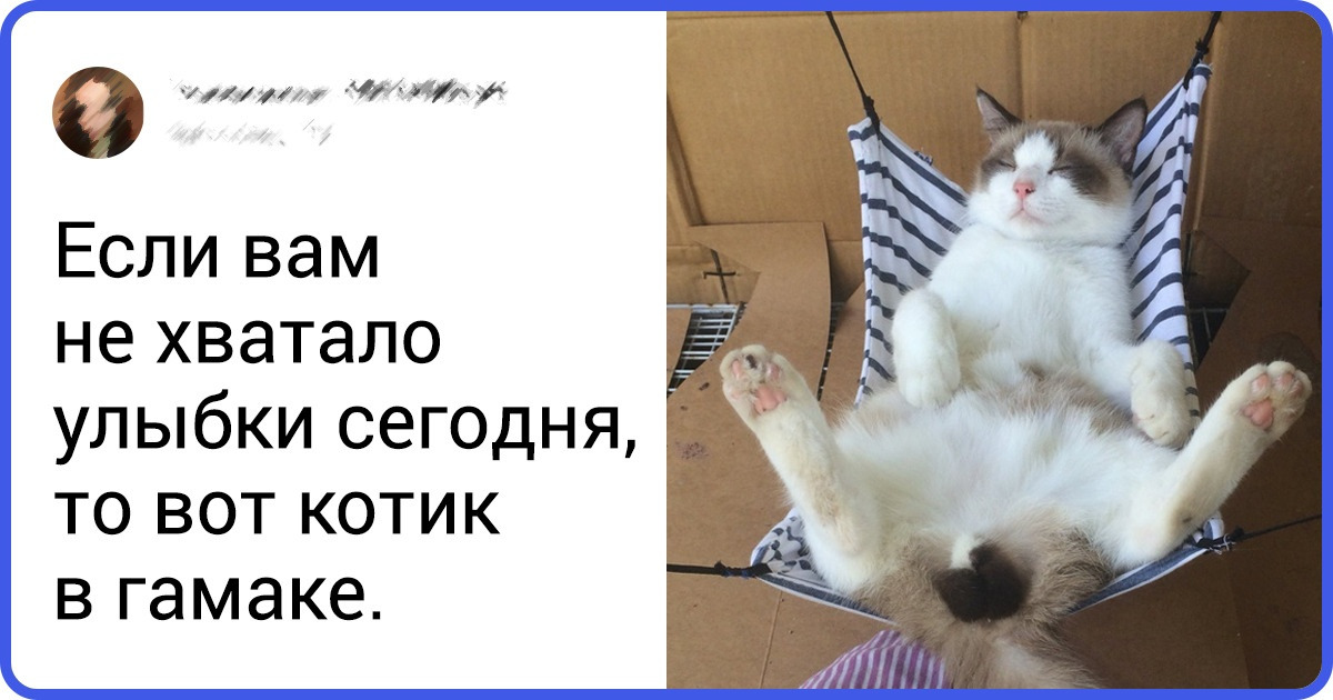 15+ питомцев, которые поняли эту жизнь и теперь смакуют каждое мгновение