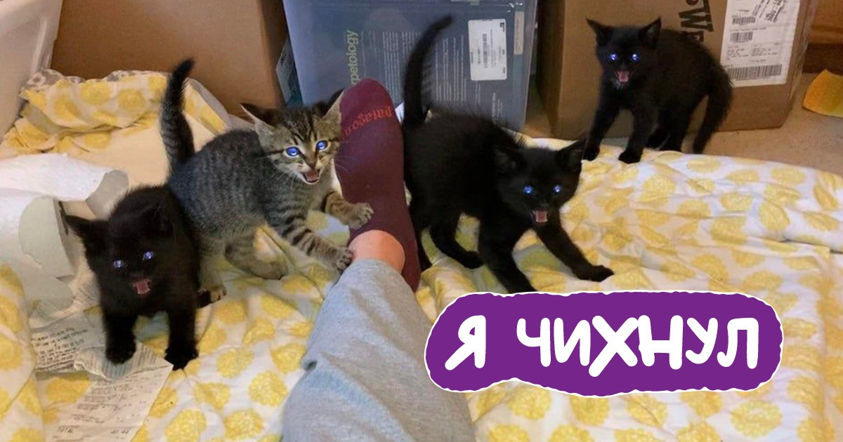 20+ котят, которые уже украли сердца своих хозяев и теперь украдут ваше 20+ котят, которые уже украли сердца своих хозяев и теперь украдут ваше