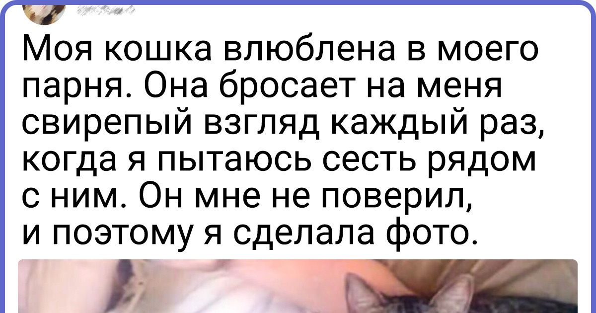 19 хвостатых нахалов, уверенных, что личное пространство хозяев — это глупость, не достойная их внимания