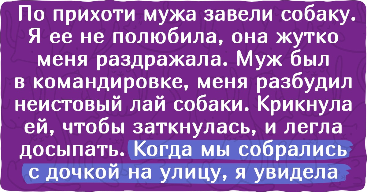 10+ ситуаций, когда люди не разглядели в пушистых булочках недюжинный интеллект 10+ ситуаций, когда люди не разглядели в пушистых булочках недюжинный интеллект