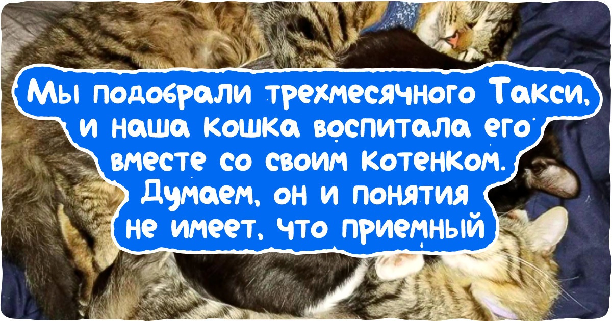 20+ животных, которые и не надеялись на благосклонность судьбы, а она взяла и послала им лучших в мире хозяев