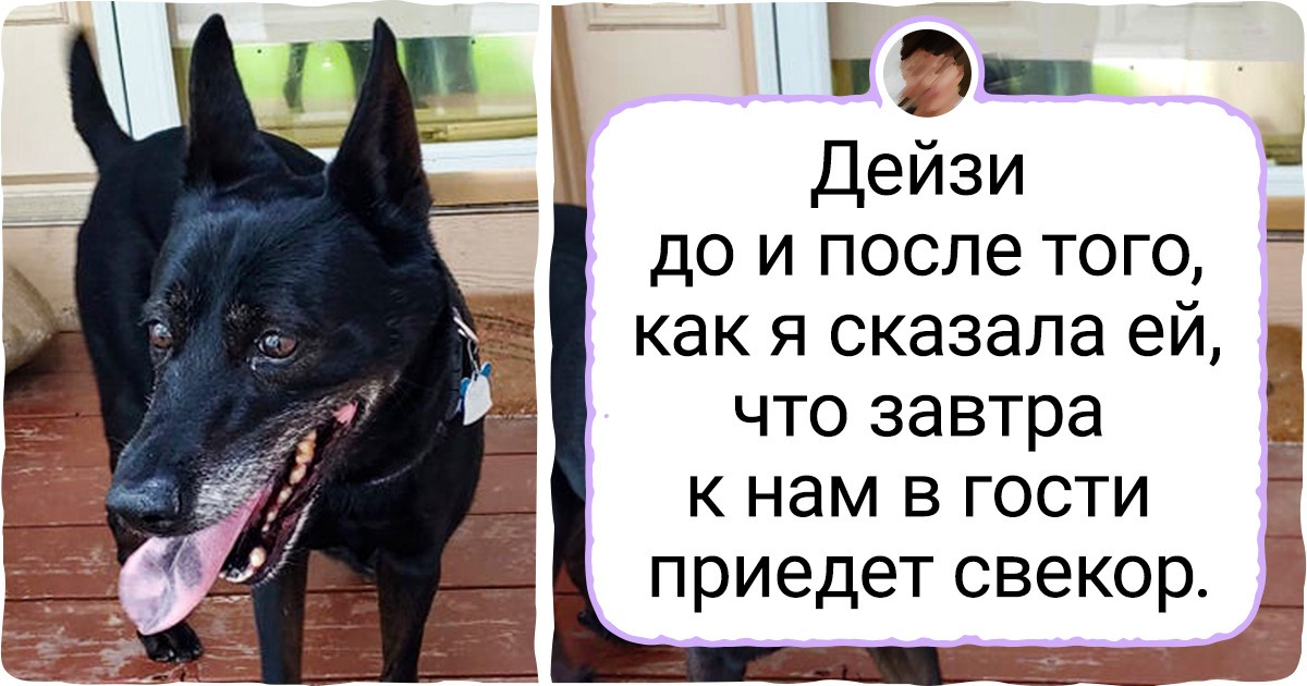 25 животных, у которых есть одна суперспособность — скорчить уморительную рожу