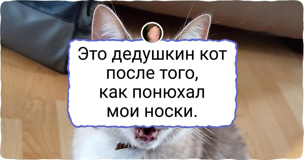 20 котов, которые состроили такую мордочку, что у хозяев от смеха слезы выступили