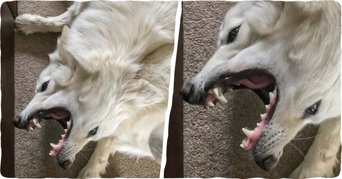 20 фото питомцев, после просмотра которых фильмы ужасов как-то не особо впечатляют 20 фото питомцев, после просмотра которых фильмы ужасов как-то не особо впечатляют