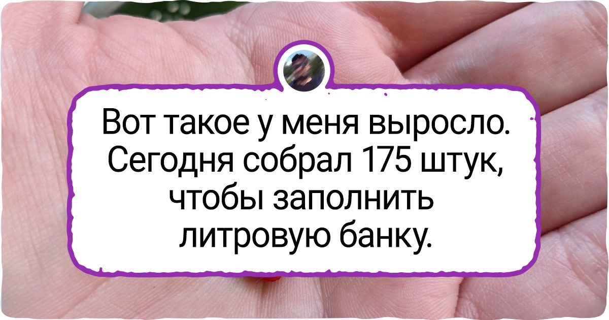 19 настоящих мужчин, которые вырастили такое, что бывалые садоводы рты пораскрывали 19 настоящих мужчин, которые вырастили такое, что бывалые садоводы рты пораскрывали