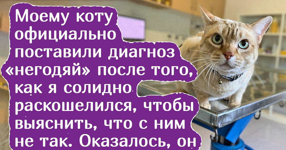 15+ случаев, когда котейки доказали, что они вовсе не такие лапочки, за которых себя выдают