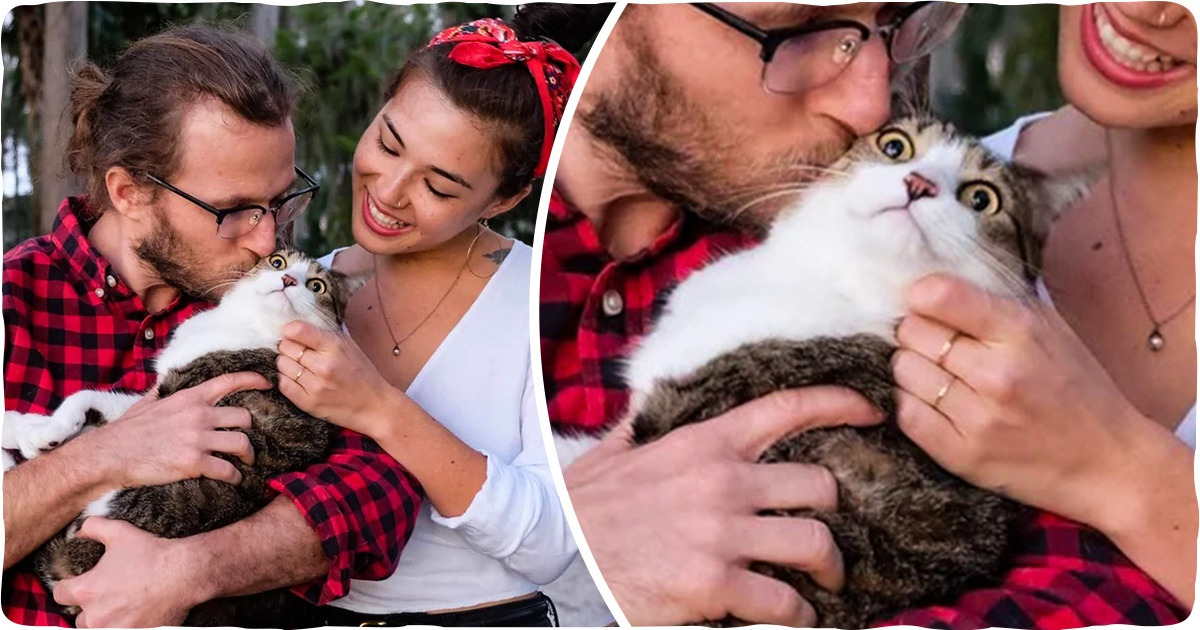 20+ доказательств того, что кошки сами себе на уме и жить по-другому не собираются