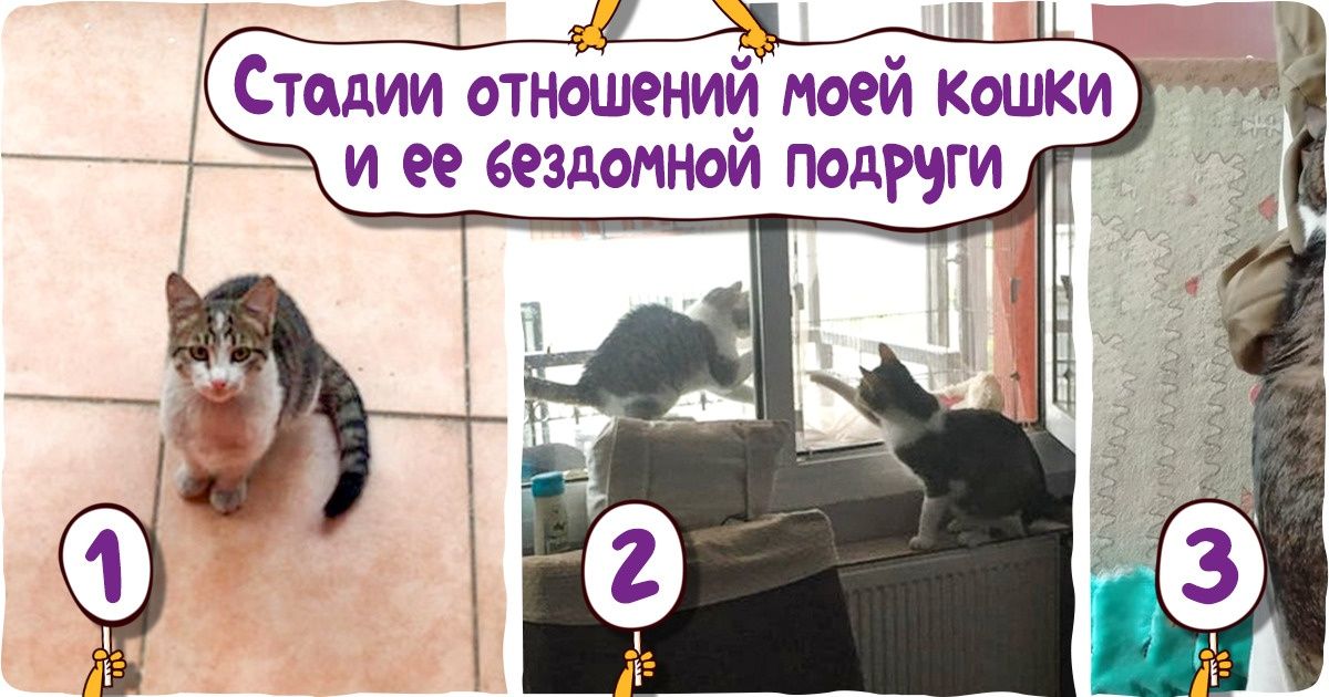 15+ питомцев, которые сами выбрали себе человека. И у него не было шанса отвертеться