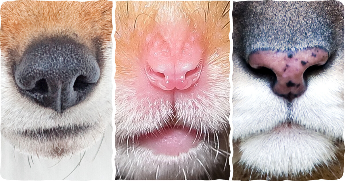 Отгадайте 15 животных по этим чудным носам, которым так хочется сделать «Буп!»