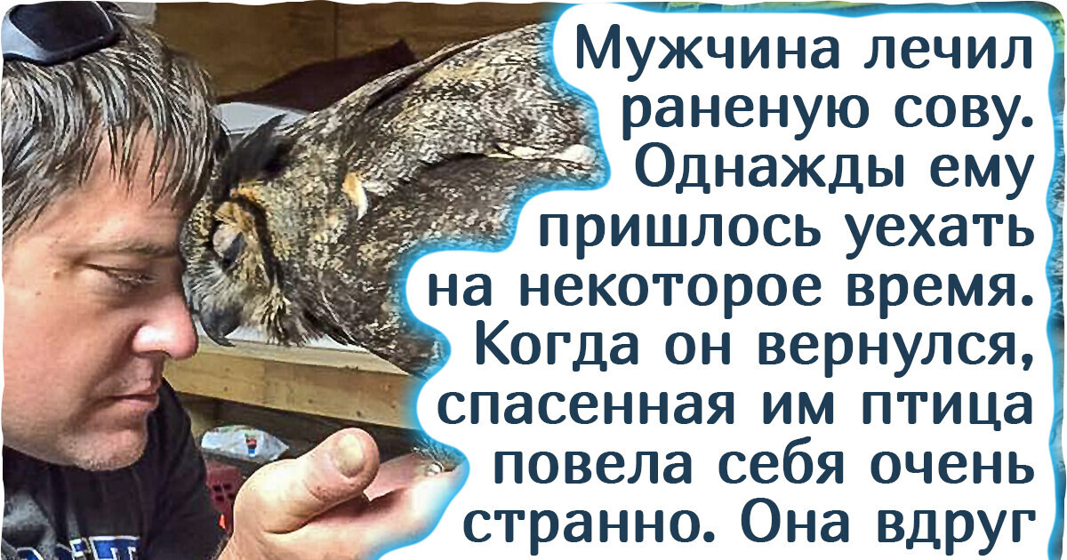 Удивительная история о том, как дикая птица отблагодарила мужчину, который ее спас Удивительная история о том, как дикая птица отблагодарила мужчину, который ее спас