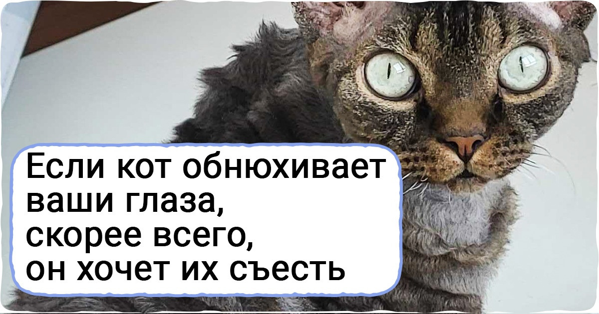 20+ фактов о домашних животных, которые заставляют то обожать их, то слегка побаиваться 20+ фактов о домашних животных, которые заставляют то обожать их, то слегка побаиваться