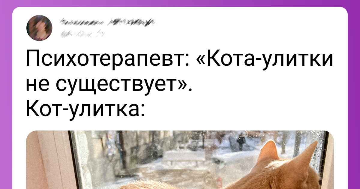 20 фото питомцев, которые не были бы такими выразительными, если бы не комментарии к ним