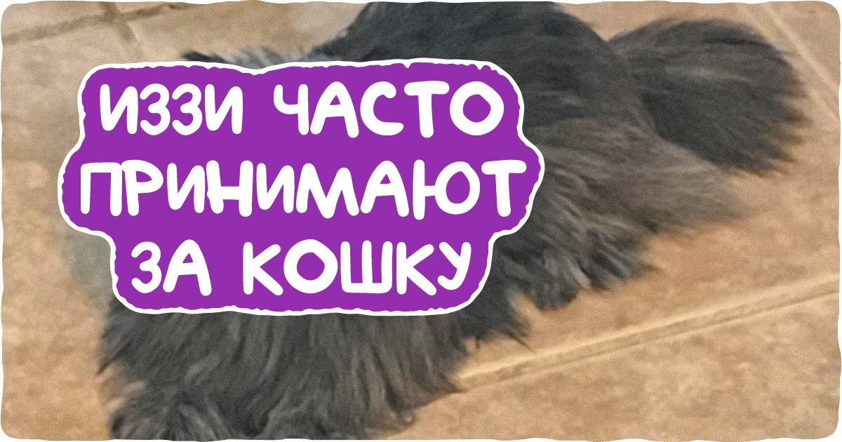 20+ человек, которые думают, что у них есть собака, а сами питомцы так не считают