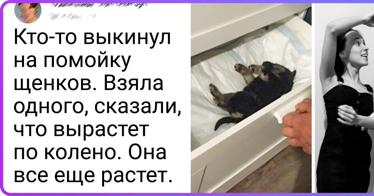 20+ случаев, когда владельцы маленького пушистого друга даже не подозревали, что их ждет, когда он вырастет
