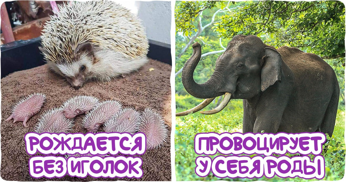 16 фактов о нашем мире, которые будут такими же неожиданными, как снег посреди лета