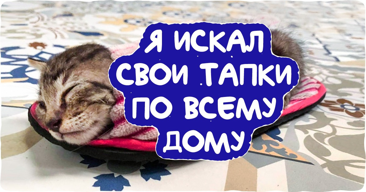 20+ фотографий, которые доказывают, что интернет придуман для котиков. И песиков