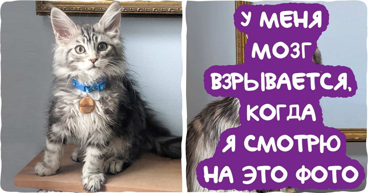 20 фотографий питомцев, владельцы которых буквально на минутку отвернулись, а те раз — и вымахали
