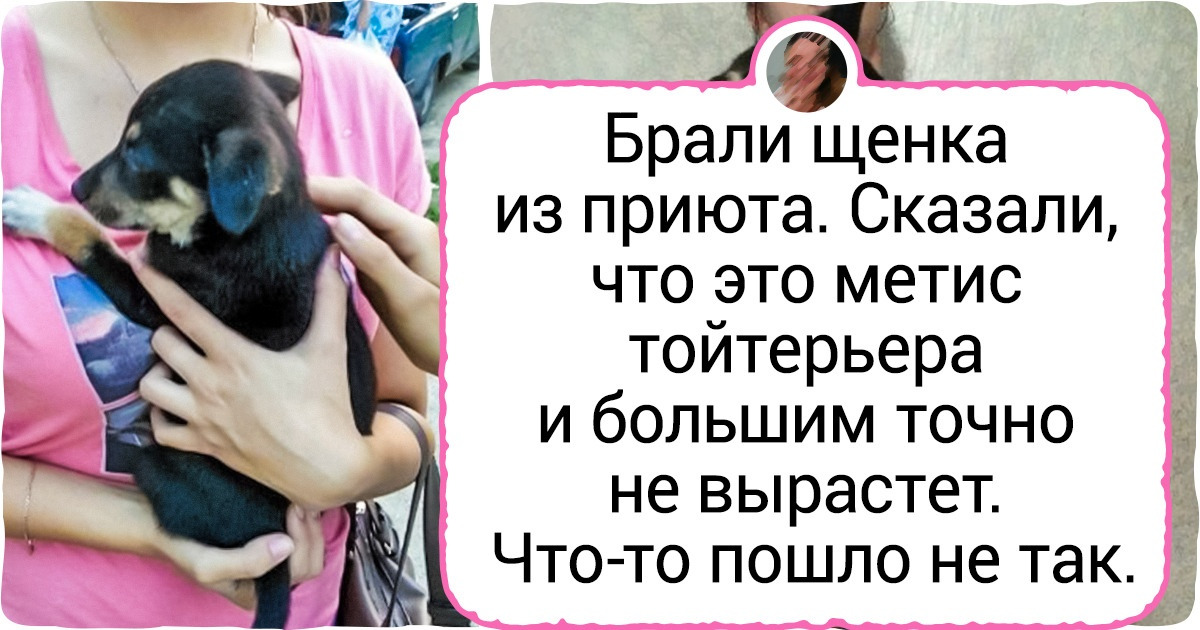 20+ доказательств того, что большие собаки созданы для людей, чье сердце размером с планету