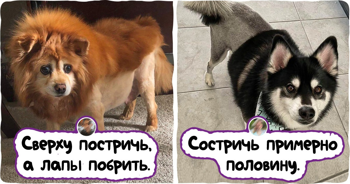 15+ случаев, когда хозяева питомцев не ожидали, как их любимцев преобразит стрижка