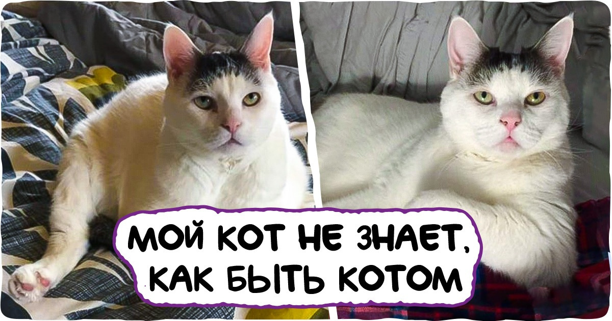 20+ котов, которые нежданно-негаданно стали странно себя вести