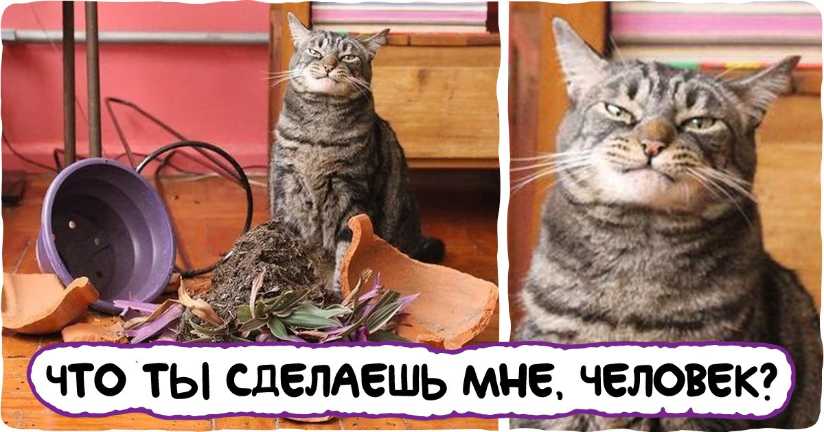 19 наглых морд, которые давно от рук отбились, а хозяева их все терпят