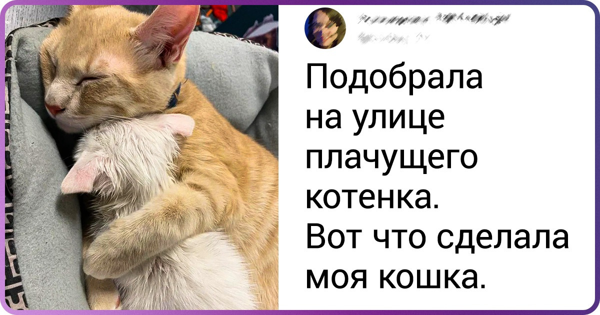 18 ответственных питомцев, от которых пользы больше, чем от некоторых людей