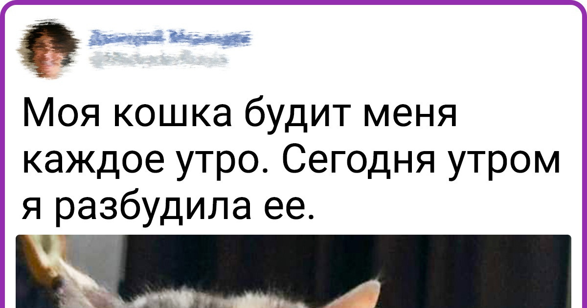 15+ твитов от людей, которые ухватили самую суть загадочной кошачьей души
