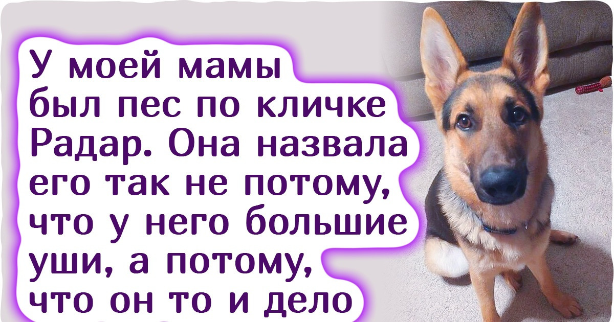 25+ очаровательных питомцев, чтобы выбрать имя для которых понадобилась помощь зала