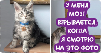 20 фотографий питомцев, владельцы которых буквально на минутку отвернулись, а те раз — и вымахали