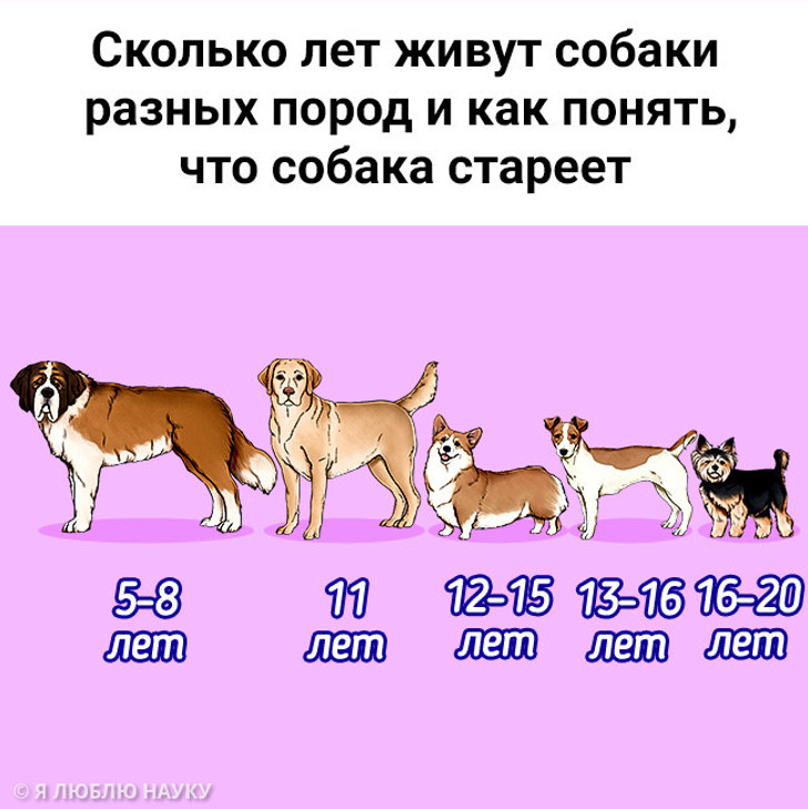 Сколько лет живут собаки разных пород и как понять, что собака стареет
