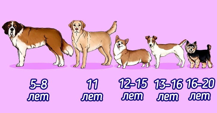 Сколько лет живут собаки разных пород и как понять, что собака стареет