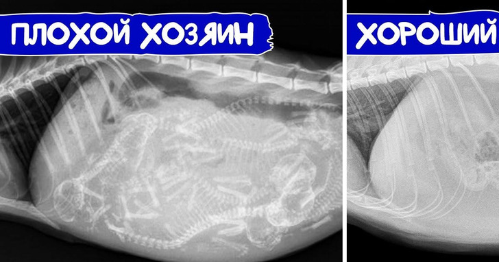 10 ошибок, которыми владельцы кошек сами выстилают питомцу дорогу в ветеринарную клинику