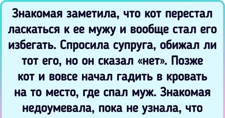 15+ историй о питомцах, рядом с которыми хозяева чувствуют себя как за каменной стеной