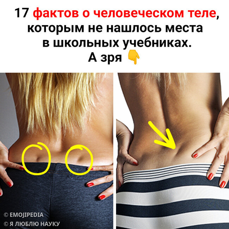 17 фактов о человеческом теле, которым не нашлось места в школьных учебниках. А зря
